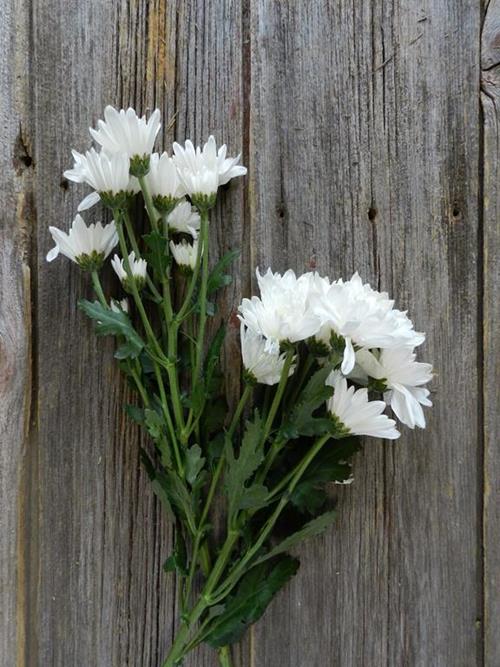 MAISY   WHITE CUSHION POMPONS